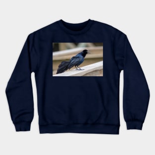 Great Tailed Grackle Shimmers in Iridescent Color Crewneck Sweatshirt